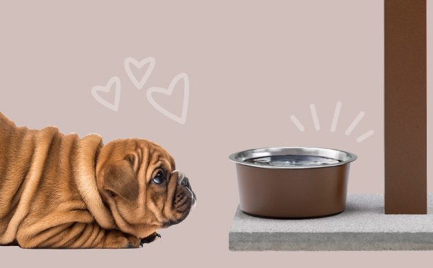 Garden Fountain with Dog Water Bowl and Cute Pet